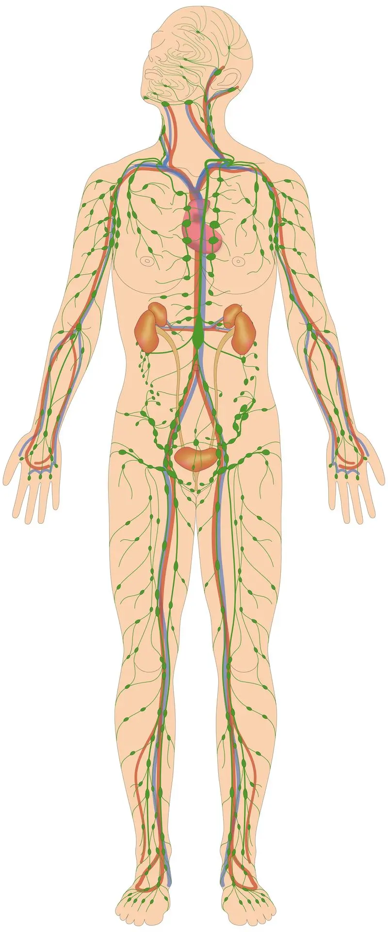 Le système lymphatique