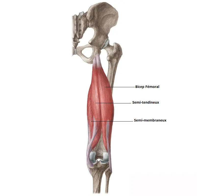 planche anatomique muscle sischio-jambienrs : biceps fémoral, semi-tendineux, semi-membraneux